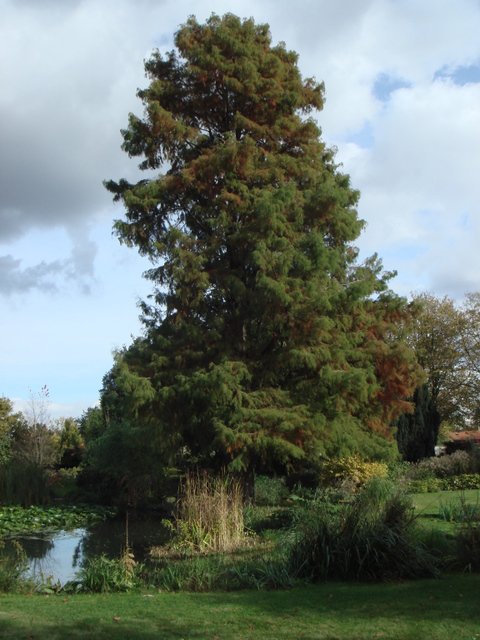 Taxodium distichum silhouette